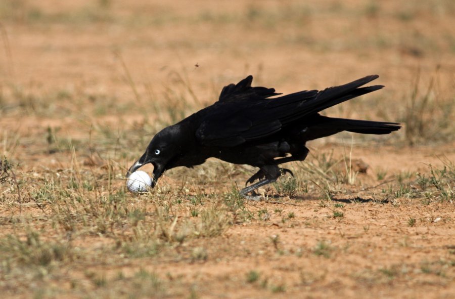Thieving Crow at Dingo's Den